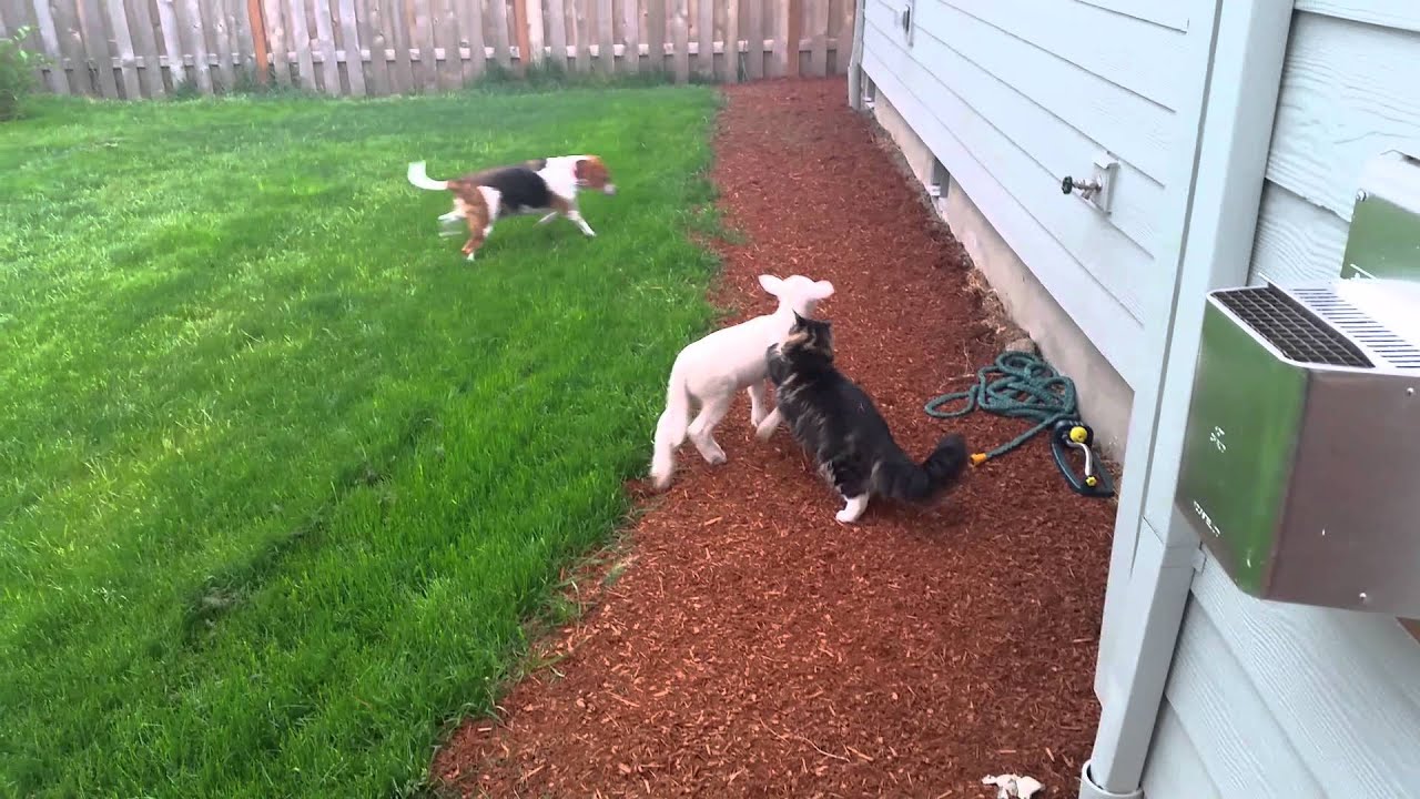 Lamb plays with cat and dog