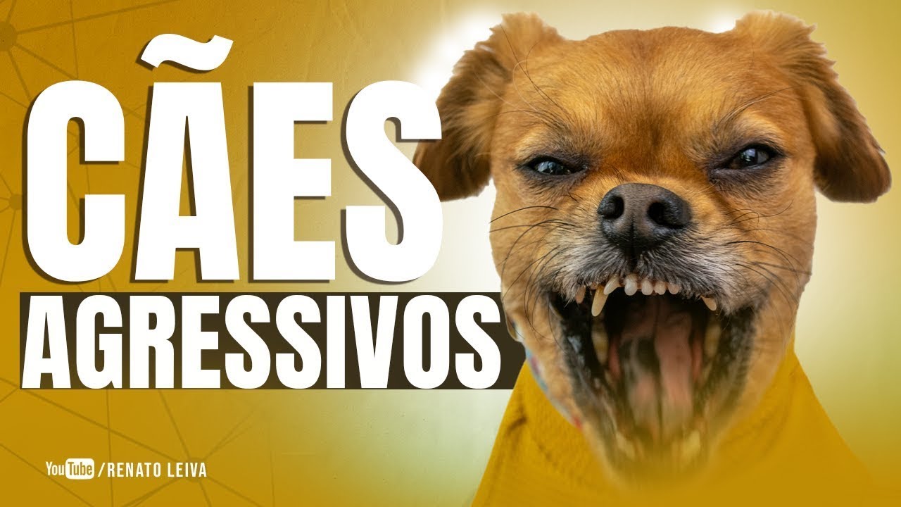 [AULA PRÁTICA] Como Tosar Cachorro Bravo ou Agressivo