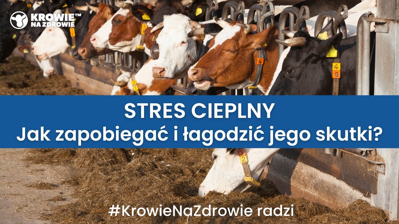 STRES CIEPLNY | Jak zapobiegać i łagodzić skutki? 🐮 ☀ Krowie na Zdrowie radzi.
