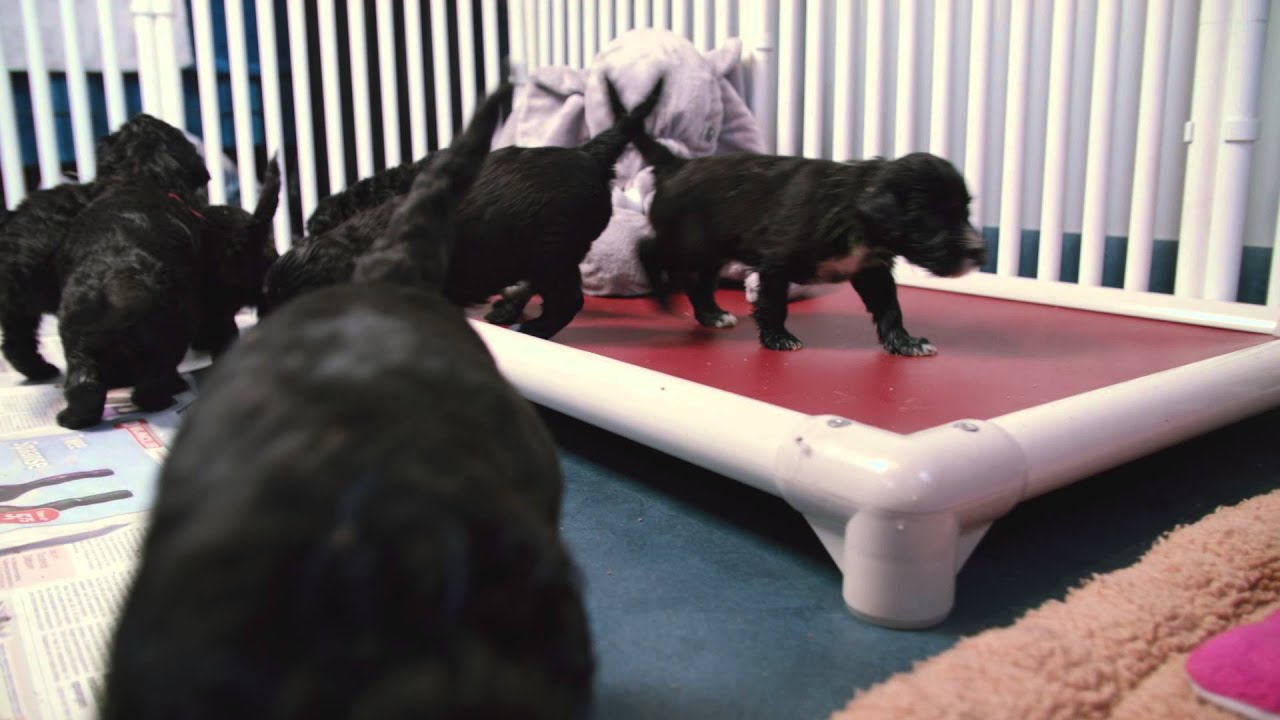 Kuranda bij Ellen Rijnbeek-Hagendijk in Ooltgensplaat. Een hondenbed kopen doe je zorgvuldig.