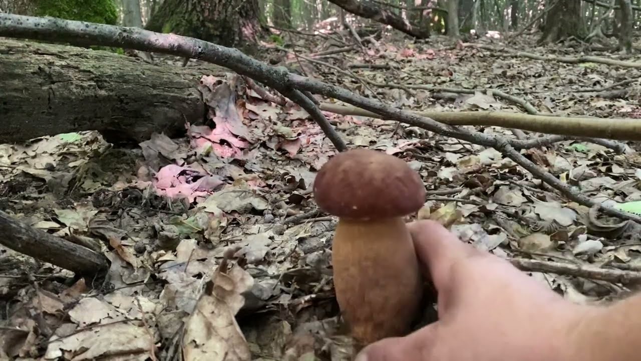 Оце Ми Удачно Сьогодні Завітали до Лісу..Білі Гриби 🍄‍🟫 КінКонги Переростки Здорові та Чисті