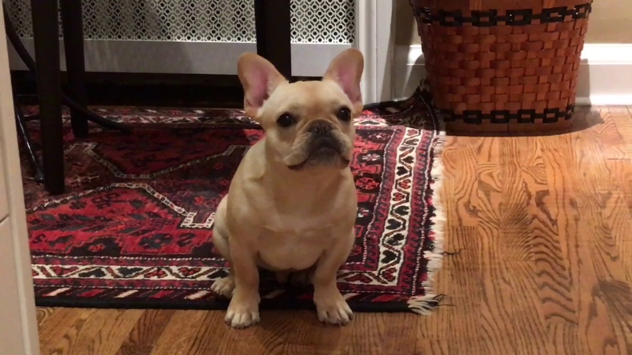 Duke the Killa Frenchie!