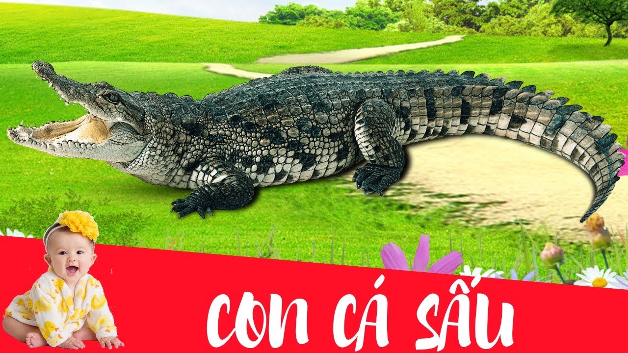 Dạy b&eacute; học con c&aacute; sấu | Dạy em b&eacute; tập n&oacute;i t&ecirc;n v&agrave; hoạt động c&aacute;c con vật