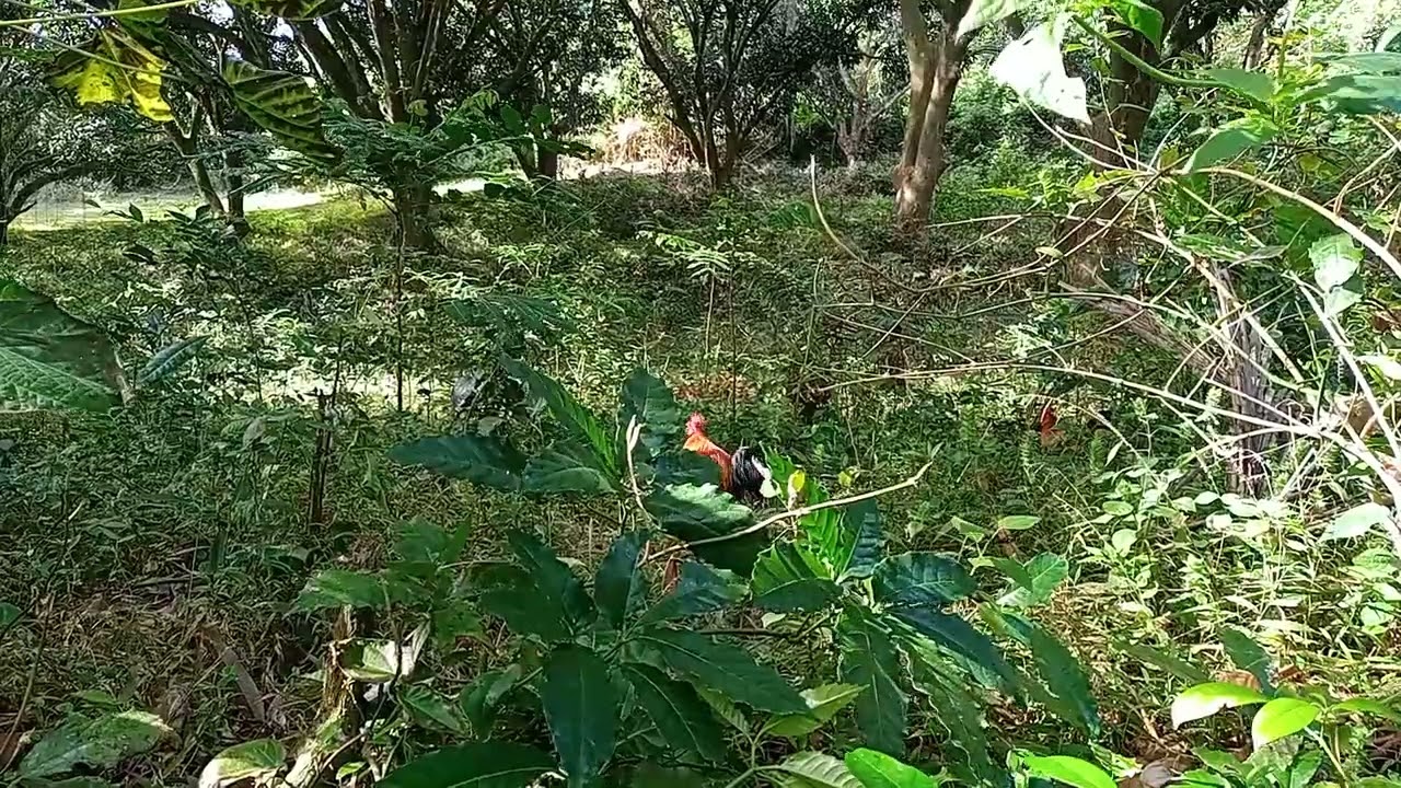 Ito na ang talagang puro napakaliit SA LAHAT Ng asking naging Labuyo.