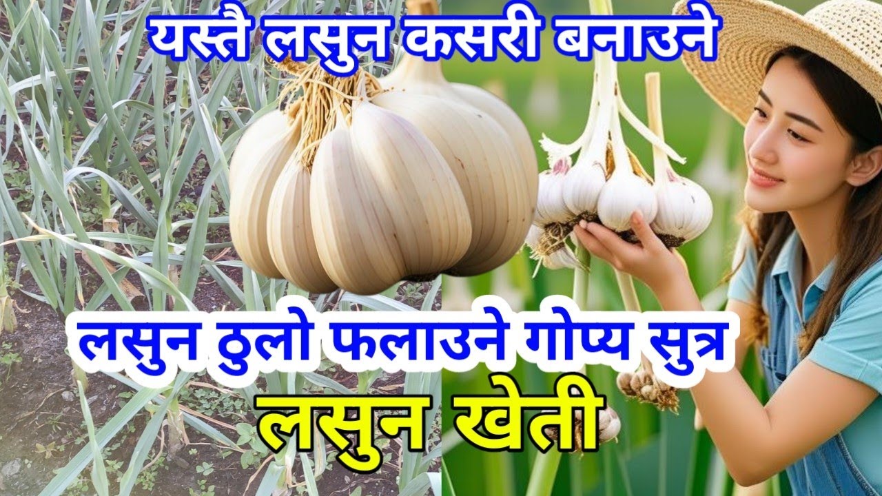 लसुन ठुलो फलाउने गोप्य सुत्र, कुन बेला कुन तरिका लगाउने || Garlic Farming || लसुन खेती
