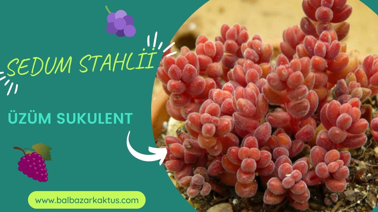 Sedum Stahlii Üzüm Tanesi Sukulenti Bakımı Çoğaltılması