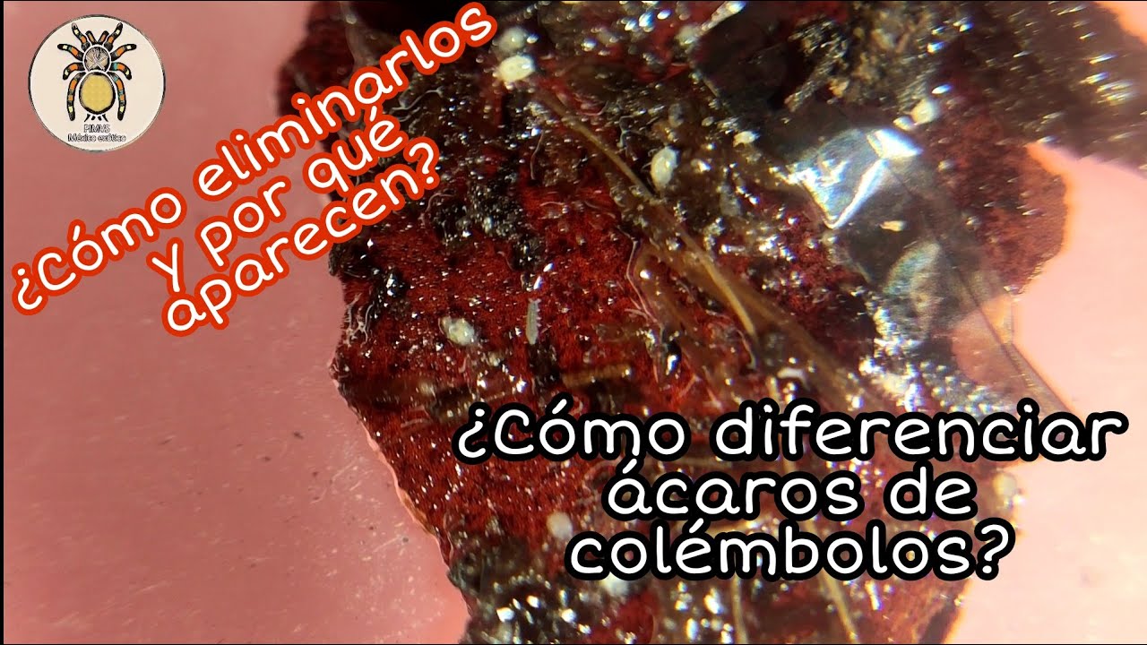 ¿Cómo identificar y diferenciar los ácaros de los colémbolos, por qué aparecen y cómo eliminarlos?