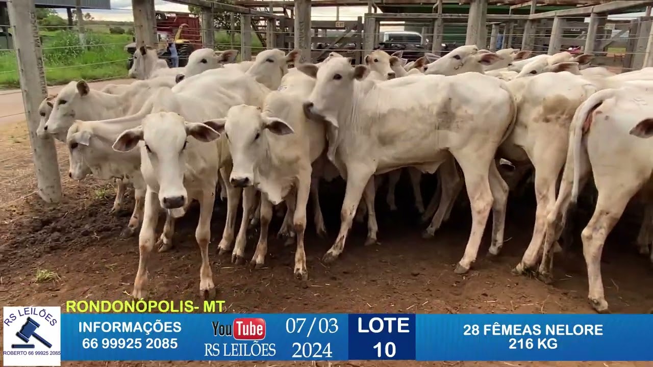 LOTE 10 - 28 F&Ecirc;MEAS NELORE 216KG
