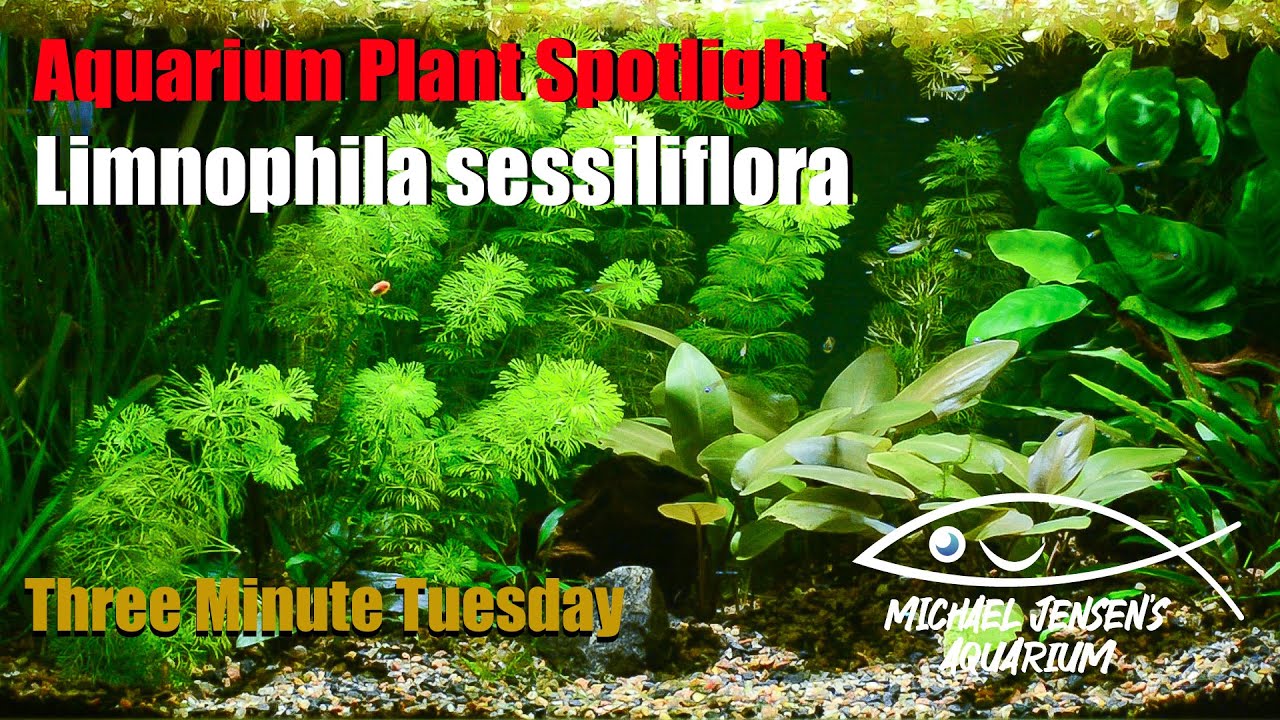 Limnophila sessiliflora - Ambulia - Aquarium Plant Spotlight