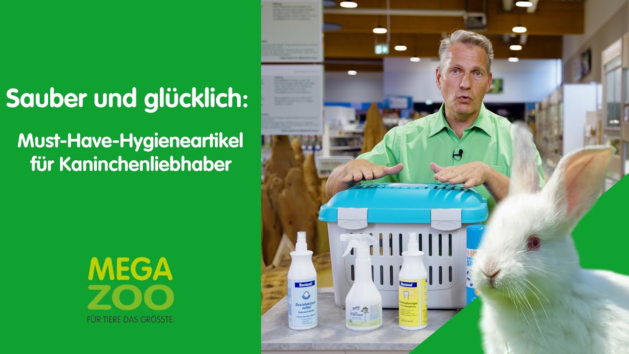 Saubere Zwergkaninchen - So pflegst du dein Kaninchen richtig