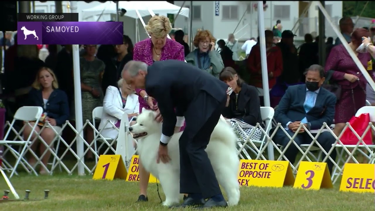 Samoyeds | Breed Judging 2022