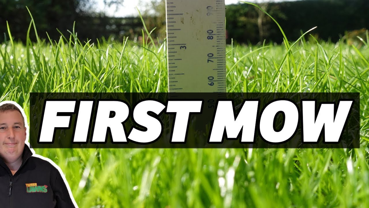 How to look after a NEW LAWN: When to cut it for the first time