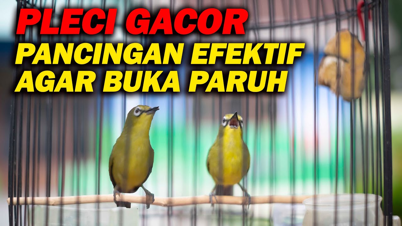 PANCINGAN PLECI GACOR PAGI DAN SORE HARI AGAR CEPAT BUKA PARUH !!!!!!