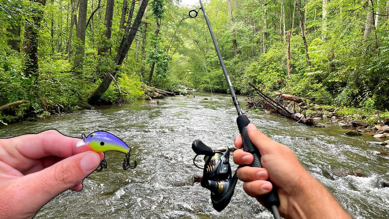 Multi Species Creek Fishing in Mountain Stream