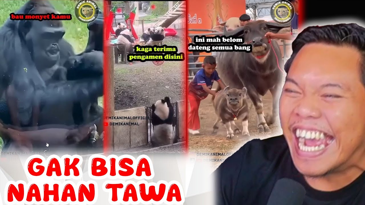 KEKOCAKAN DI AWAL BULAN RAMADHAN - React Demik Animal