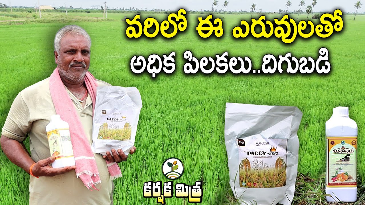 ఈ ఎరువులతో వరి పంటలో అధిక పిలకలు దిగుబడి | Paddy King & Nano Gold for High Yields | Karshaka Mitra