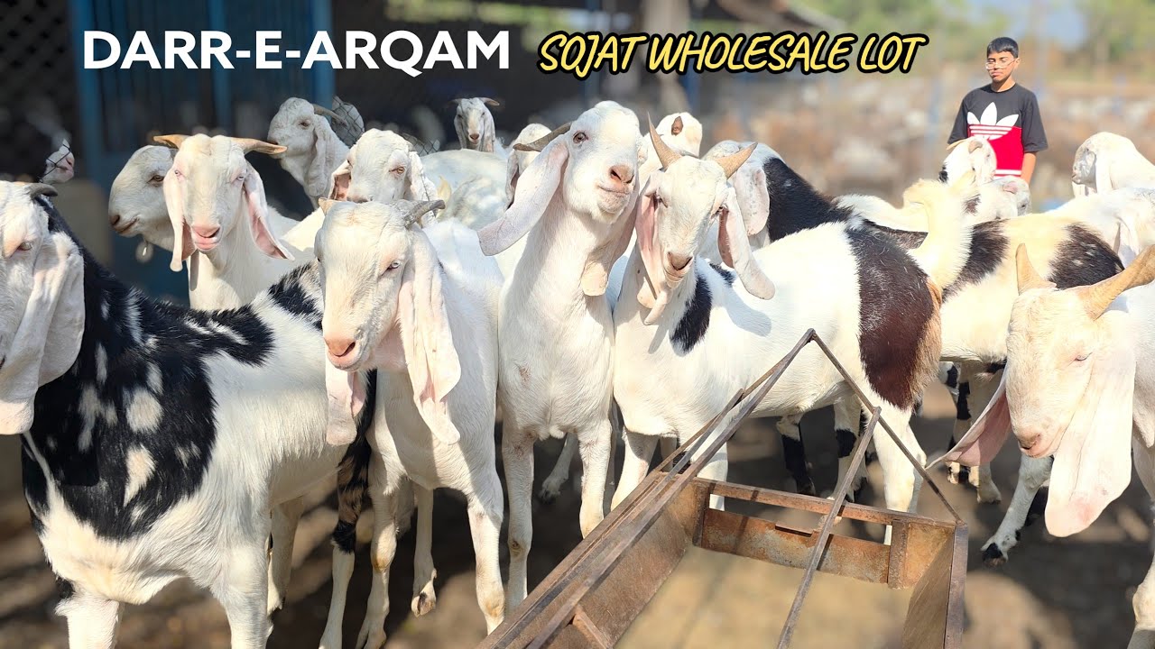 SOJAT WHOLESALE LOT DARR-E-ARQAM | GUJARAT 