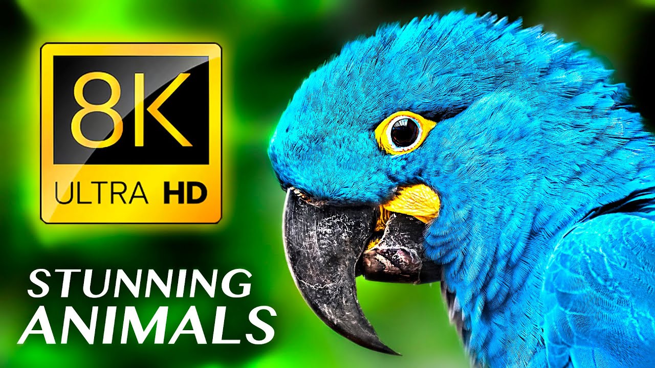 ПОТРЯСАЮЩИЕ ЖИВОТНЫЕ 8K ULTRA HD