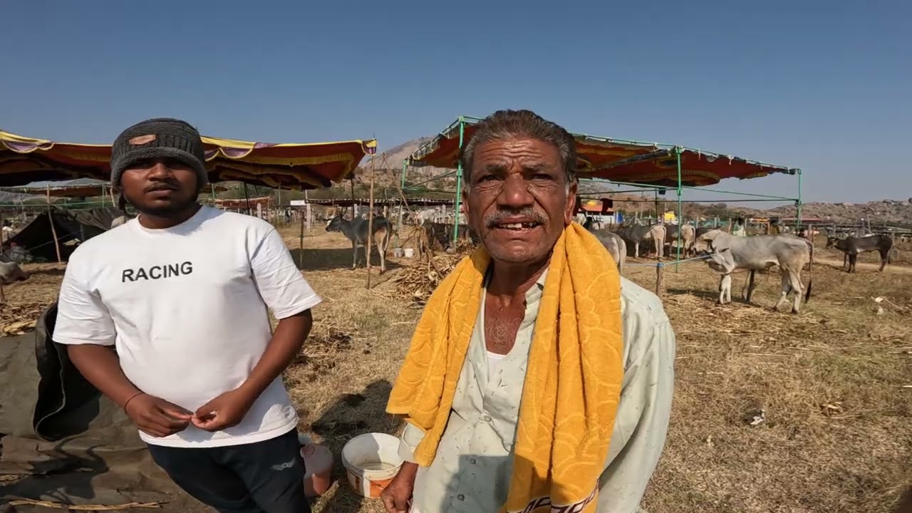 ಮಧುಗಿರಿ ದನಗಳ ಸಂಭ್ರಮ ರೈತರ ಬದುಕಿನ ನೈಜ ಚಿತ್ರಣ 