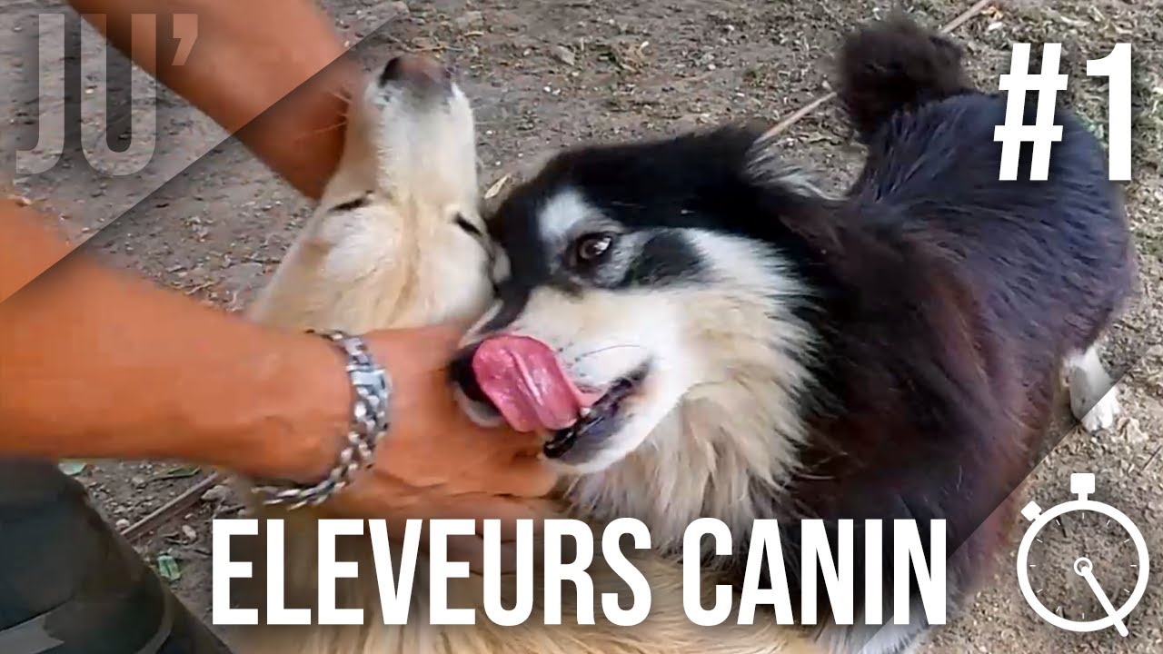 LQD #01 : Eleveurs canin (présentation de l'élevage)