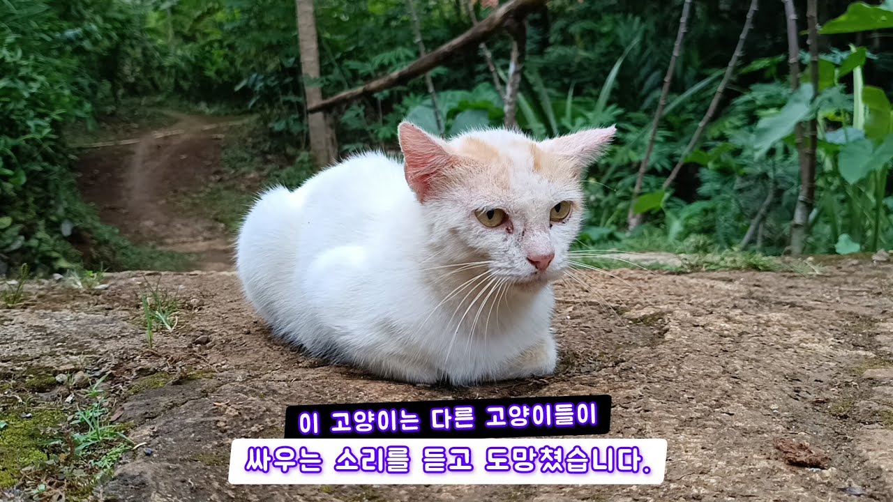 이 고양이는 다른 고양이들이 싸우는 소리를 듣고 도망쳤습니다.