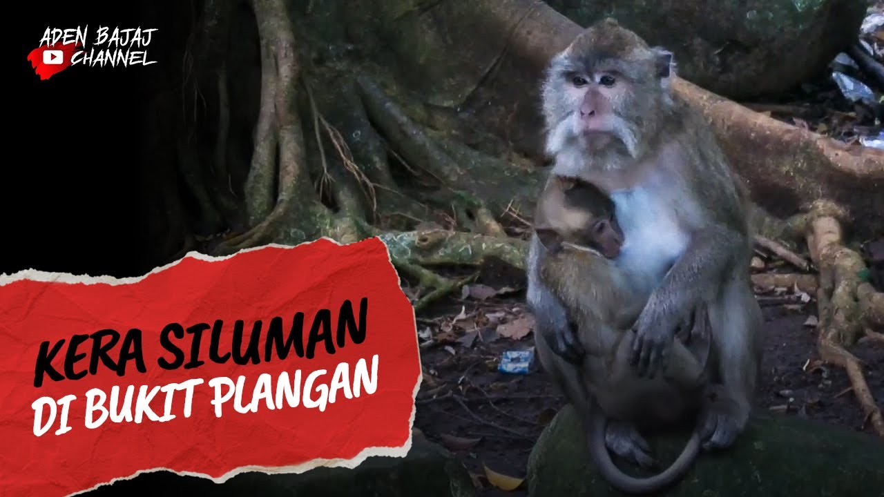 SYUTING DI BUKIT PLANGON. ANGIN KENCANG DATANG KETIKA MENCOBA KOMUNIKASI DENGAN PENGHUNI PLANGON