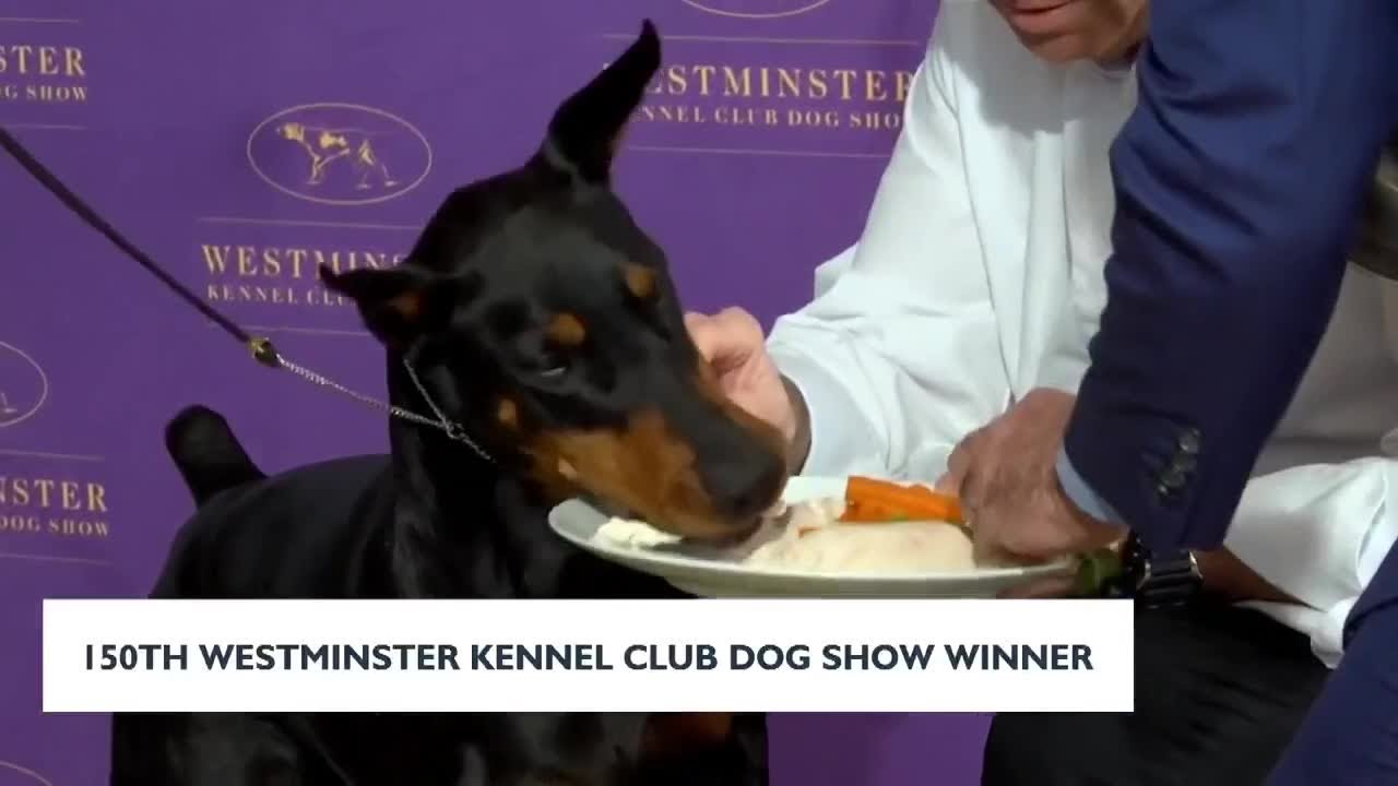 150th Westminster Kennel Club Dog Show Winner