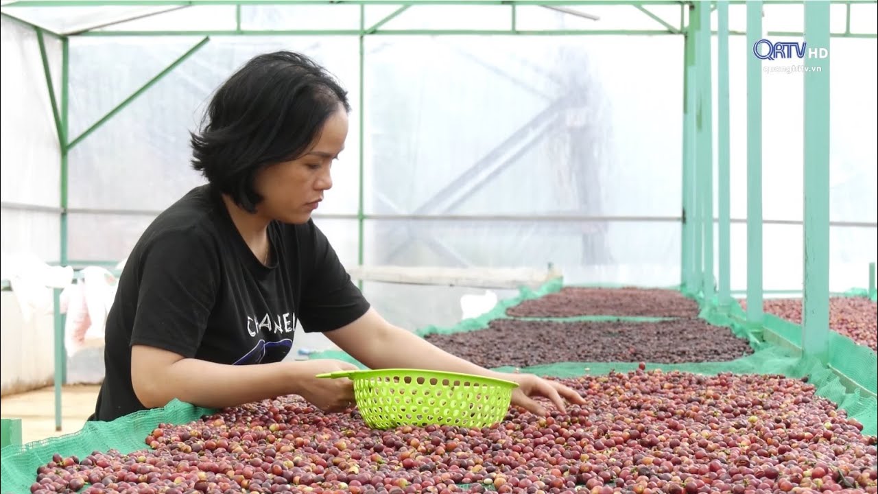 CÀ PHÊ ĐẶC SẢN – NÂNG TẦM GIÁ TRỊ CÀ PHÊ KHE SANH | Truyền Hình Quảng Trị