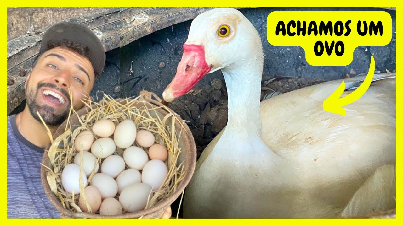 Coletando Ovos De Pata + Galinha da Angola e Gansa do Egito | Gutejando