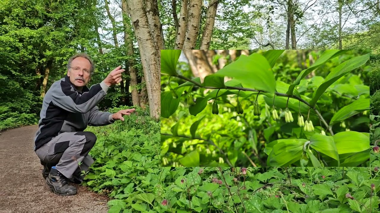 Wilde planten uit west Europa