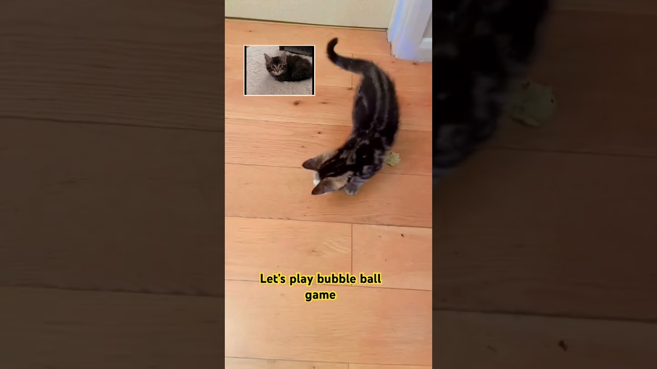 #bubble-trouble #pets #catshorts #funnypets #FunnyCats #BubbleTrouble￼