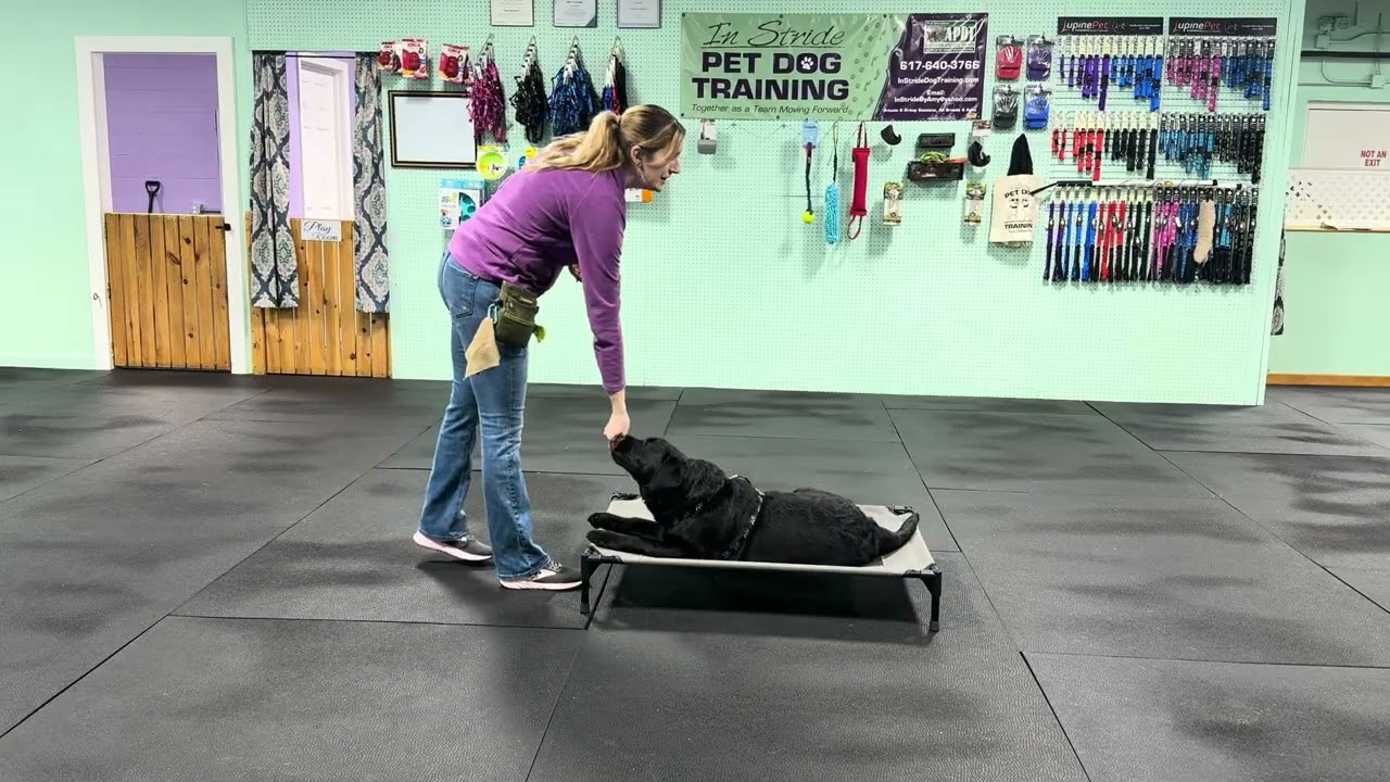 Bodie - Loose Leash Walking Practice, Tips & Information. 