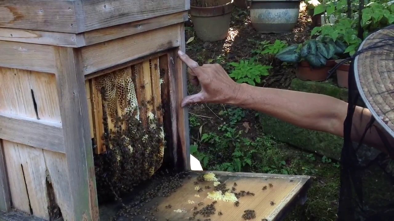Japanese bee master explaining apis cerana bee hive of his design #OpenMedia