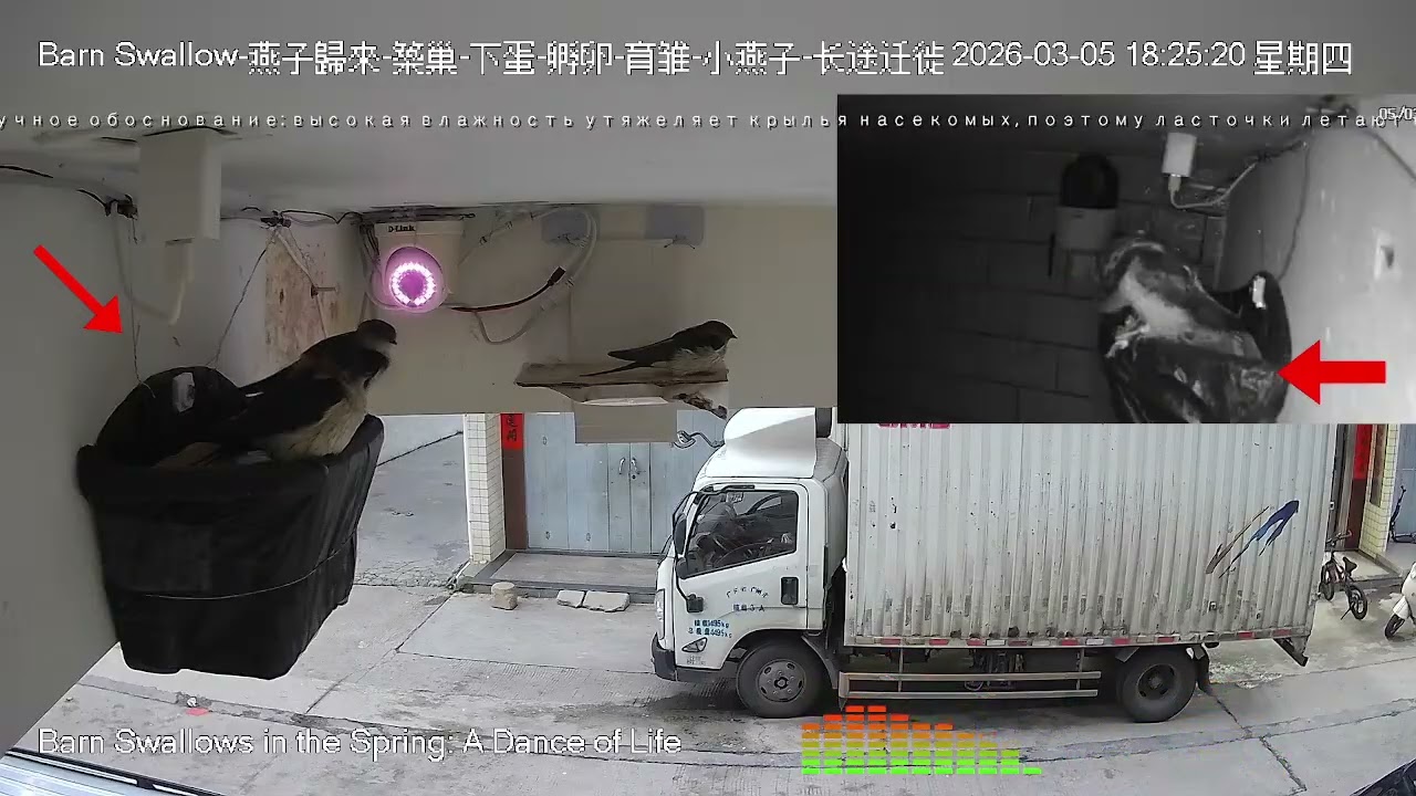 🔴 春天來了，燕子歸巢，迎春接福！燕子熬過寒冷的冬天，這幾隻燕子又要忙碌 築巢繁殖 。期待這幾隻燕子回歸繁殖季！ 🌍 Barn Swallow