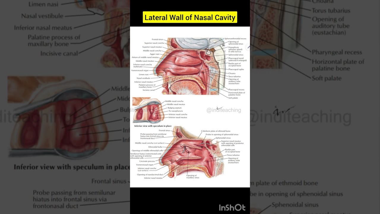 Lateral Wall of Nasal Cavity | Nasal region | Human anatomy | @inditeaching