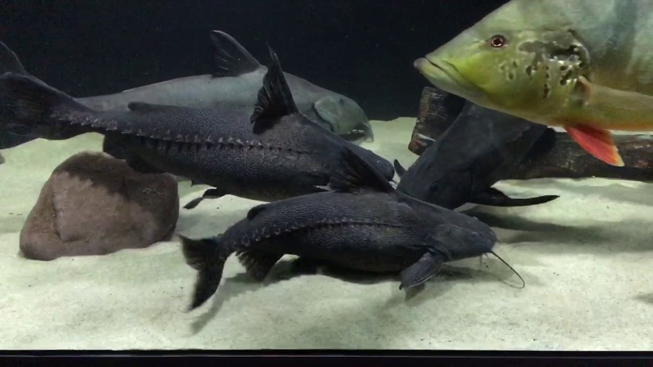 Pterodoras Granulosus & Oxydoras Nigers Feeding