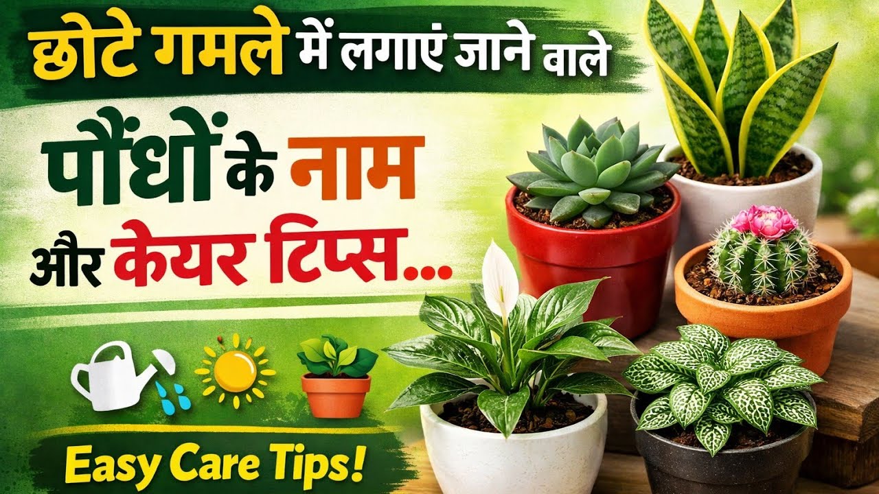 तेज़ धूप में खिलने वाले, और छोटे गमले में आसानी से लगने वाले पौधे.#plantvibes #flowers #greenlove 