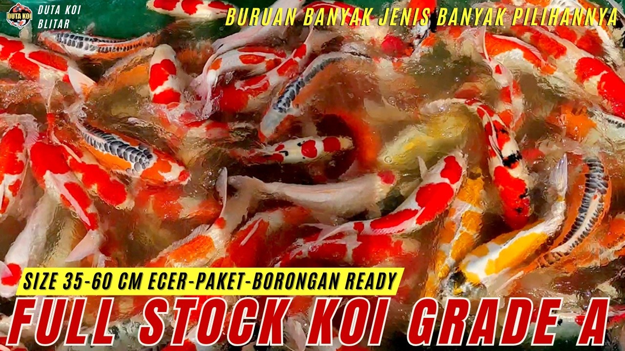 MANTAP BETUL!! FULL STOCK KOI GRADE A+ SIZE 35-60 CM ECER-PAKET-BORONGAN READY BOSKU!!