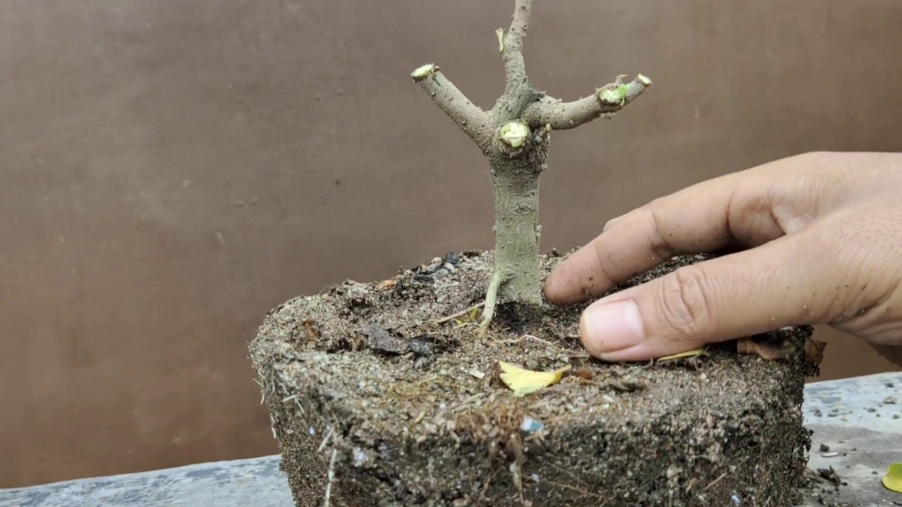 Mudah !!!  membuat bonsai bougenville bagi pemula