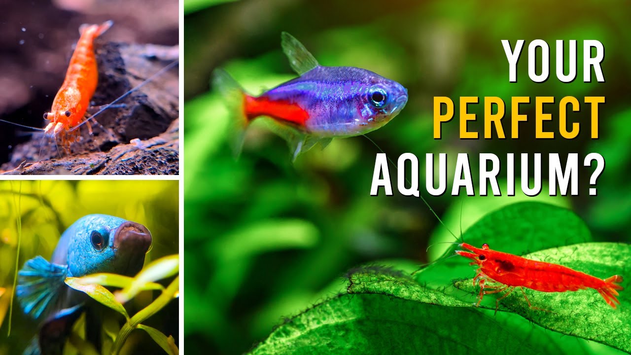 The REAL Differences: Fish Tank VS Shrimp Tank VS Community Aquarium
