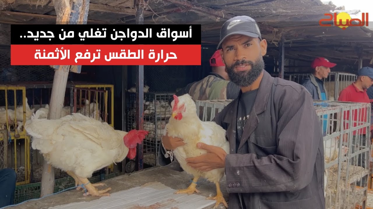 أسواق الدواجن تغلي من جديد.. حرارة الطقس ترفع الأثمنة