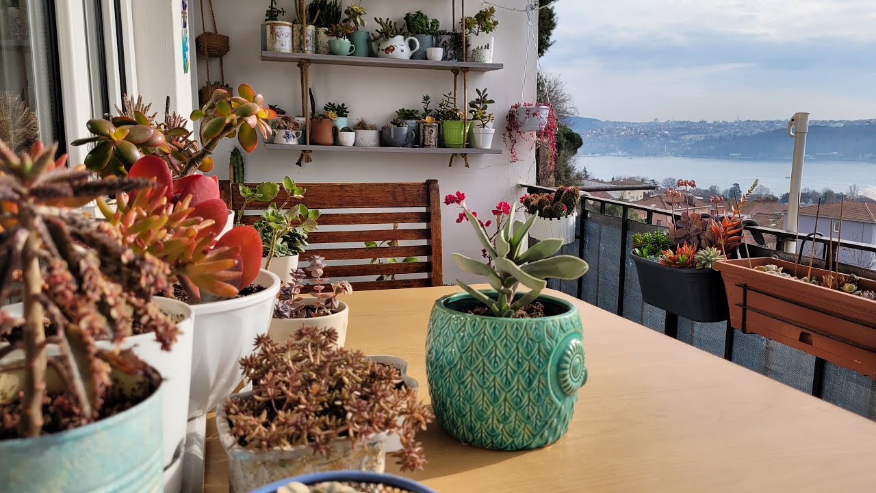 Pazardan Aldığım Menekşe ve Balkon Turu —3