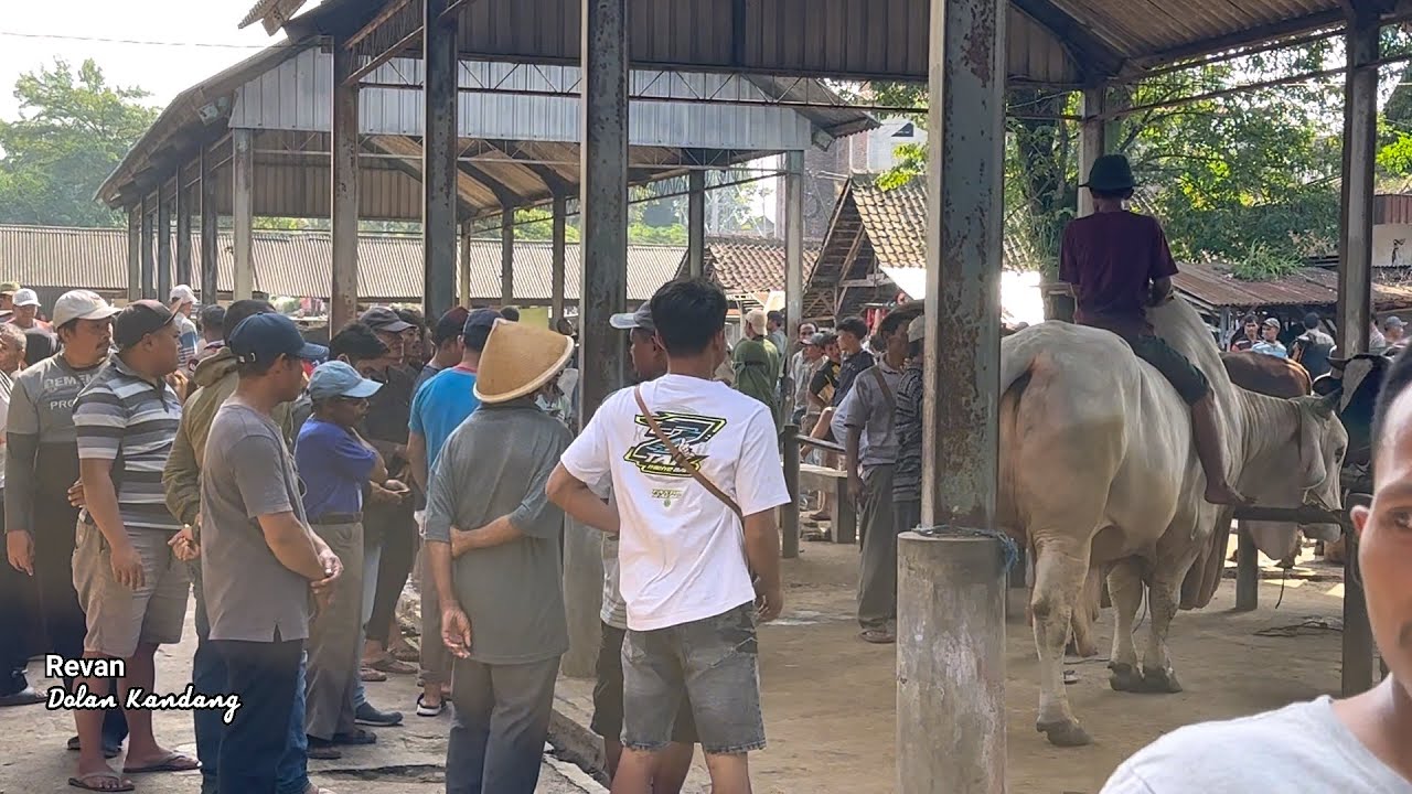 GEGER SAPI PO RAKSASA NYASAR PASAR, langsung angkut 🔥