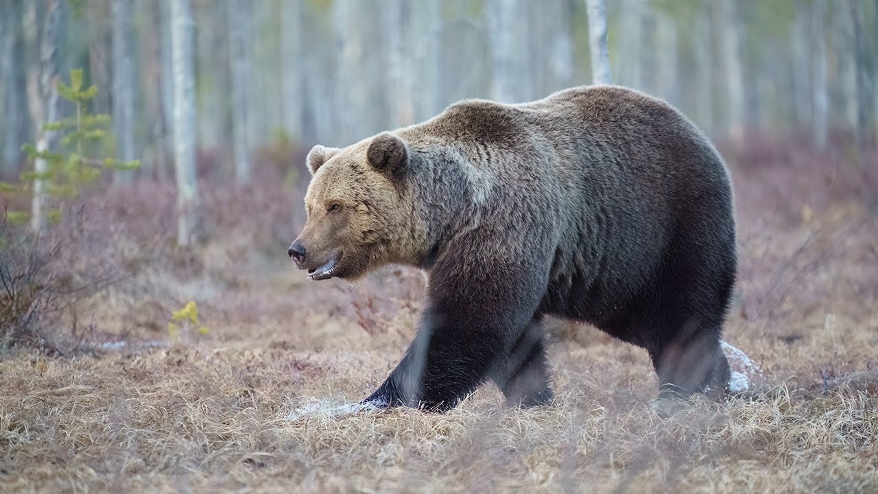 Three nights in a bear hide in Finland