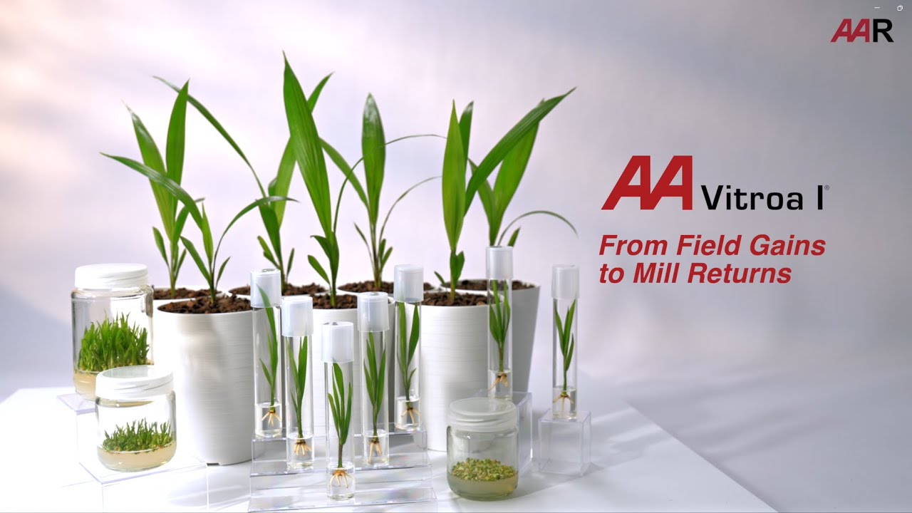 AA Vitroa I - From Field Gains to Mill Returns