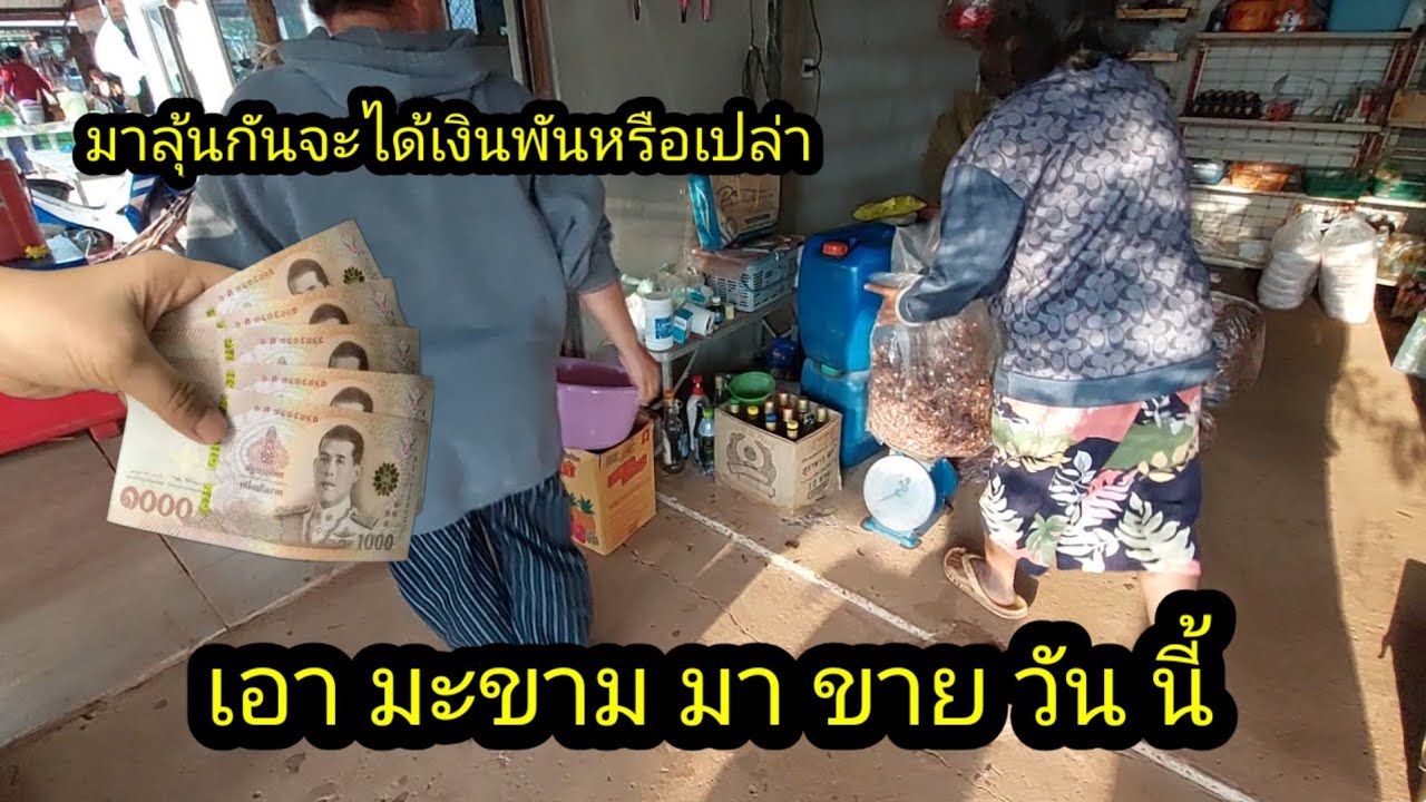 คนบ้าเห็ดเอามะขามมาขายจะได้กิบาทหลังจากแกะมาหลายวัน#จิตอาสา 
