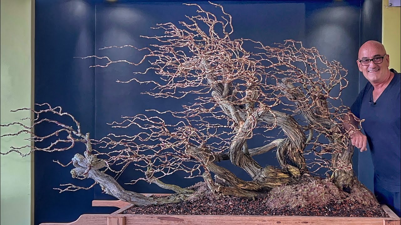 INCRÍVEL BONSAI DE CALLIANDRA ESPINOSA SENDO TRABALHADA POR NACHO MARIN