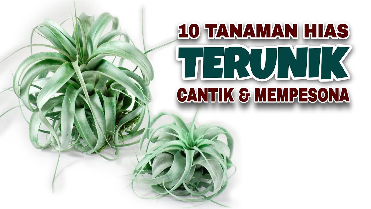 10 Tanaman Hias Terunik, Cantik dan Mempesona
