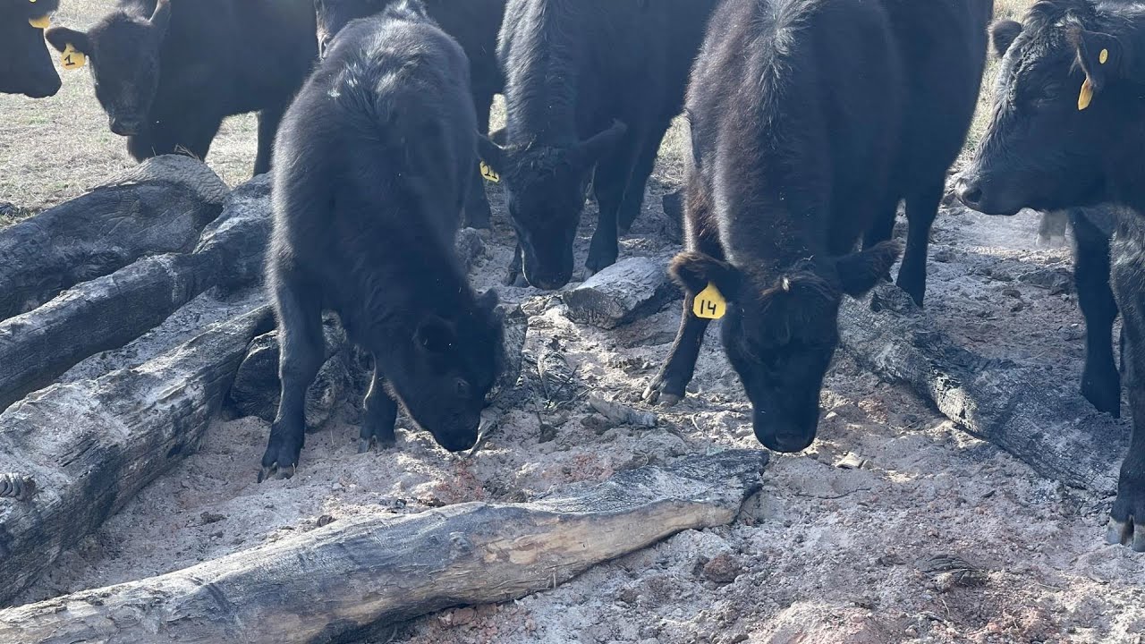 Why Dogs, Cats, Cows, Livestock and Wildlife eat Charcoal and Ashes