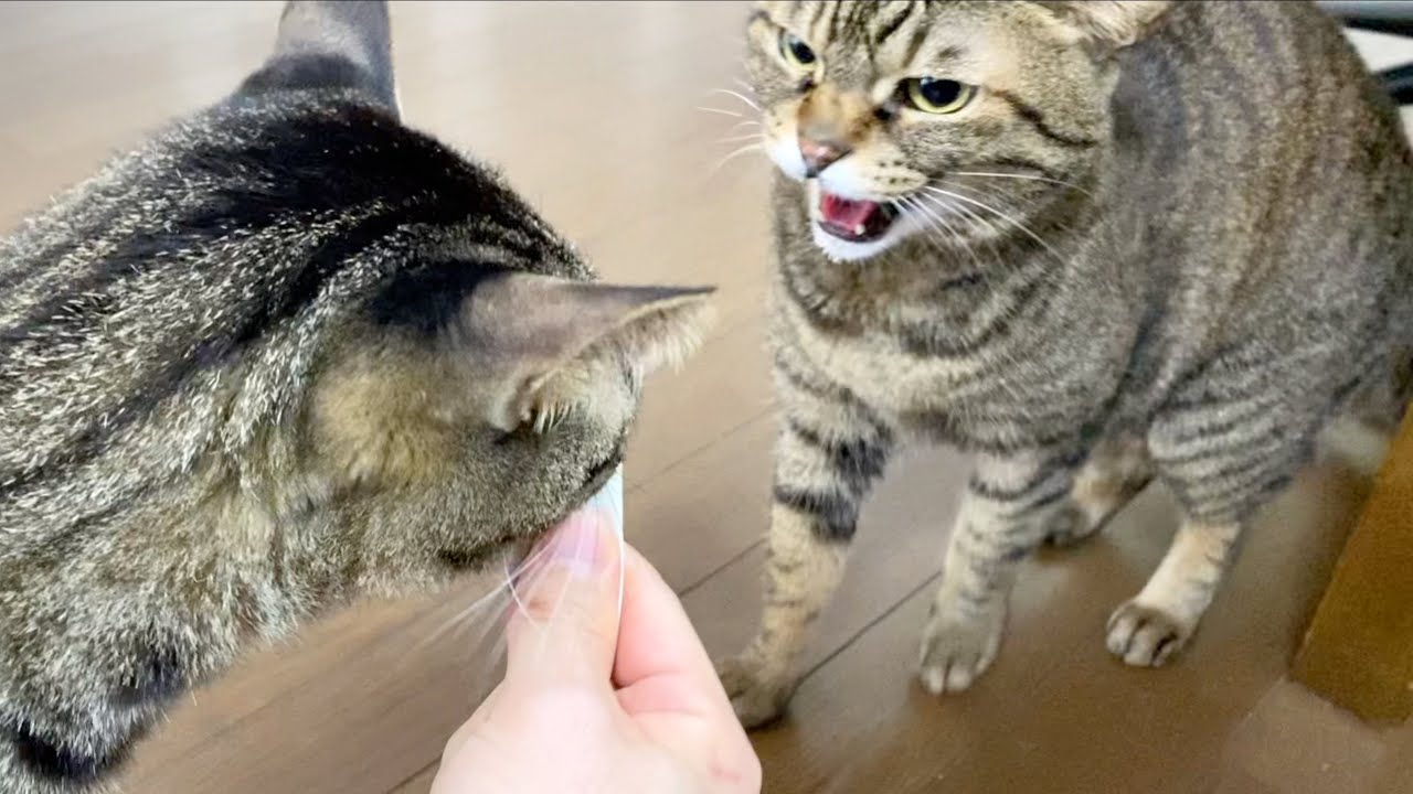 食いしん坊の我儘な後輩猫にブチギレる先住の凶暴猫...